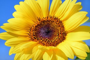 ひまわりの花