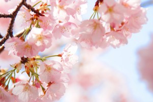 桜の花
